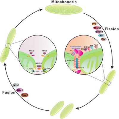 Mitochondrial Membrane Remodeling